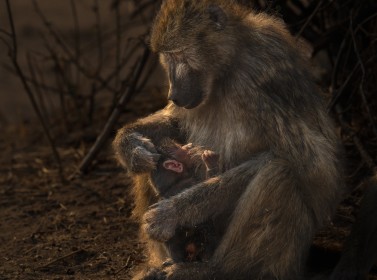 A Mother's Love- Baboon with baby