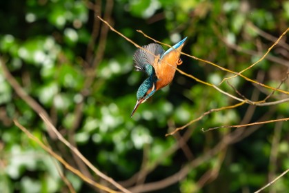 River Kingfisher (Alcedo atthis)