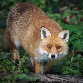 Urban fox (Vulpes vulpes) on the Dodder