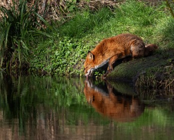 Urban fox (Vulpes vulpes) on the Dodder