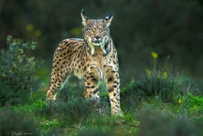 Iberian Lynx, Spain