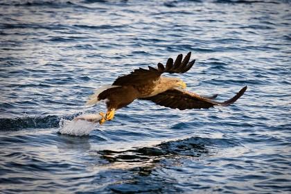 Eagles on the Isle of Skye