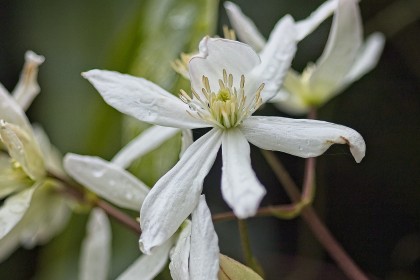 Spring - Early Flowering Clematis