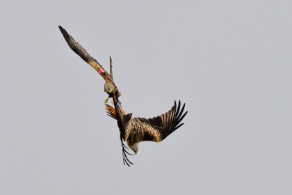 Red Kites (Milvus milvus) in a dog fight over Avoca