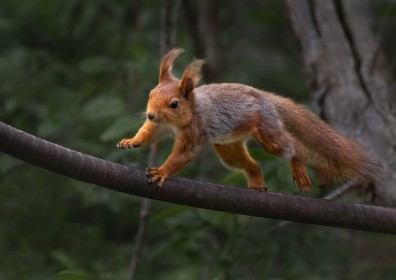 Happy Red Squirrel