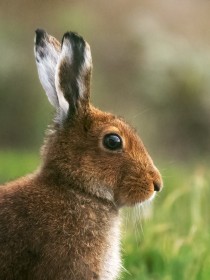 Irish mountain hare