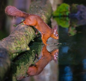 Red Squirrel- Hard day at the office