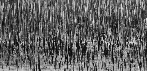 in the reeds