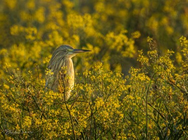 Squacco Heron (Ardeola rallides) trying to look invisible