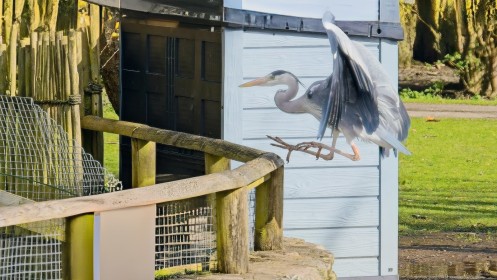 Fota Undercarrage Down comming in to Land