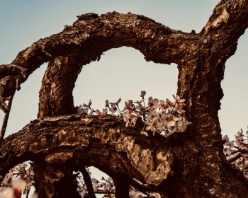 Twisted branch in beautiful evening sun