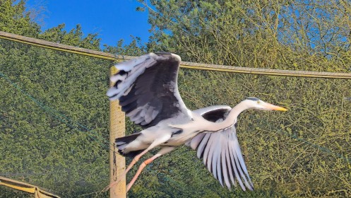 Fota We have lift Off