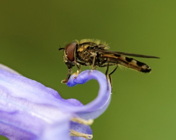 Firefly in the Bluebells