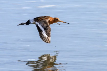 Black Tailed Godwit