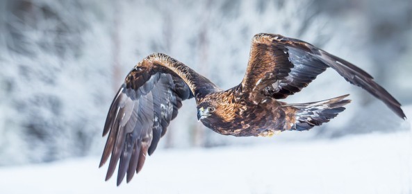 Wild Golden Eagle