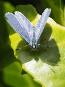 Blue shadow