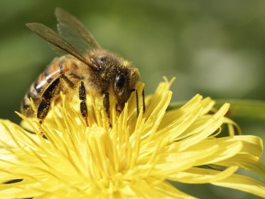 Bee Yellow