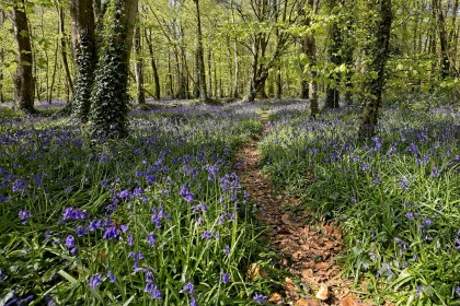Springtime Favourites - Bluebells