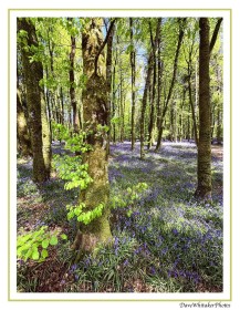 Bluebells1 2026
