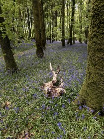 Bluebellwoods#oakport#coroscommon