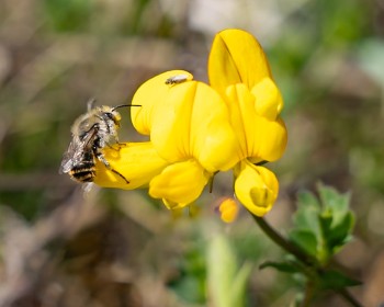 Common Bird's-foot-trefoil.
