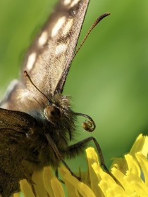 Butterflypollen