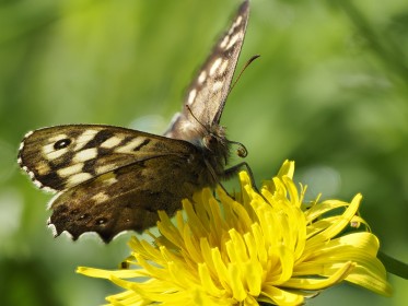 Butterflypollen