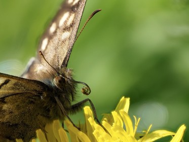 Butterflypollen