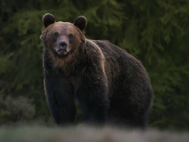 ursine awakening
