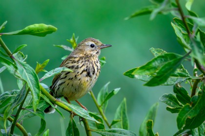 Meadow Pipet