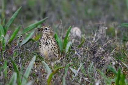 Meadow Pipet
