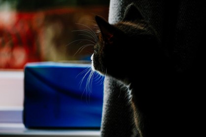 The moment you realise there is a whole world you didn’t know about! ##kittens