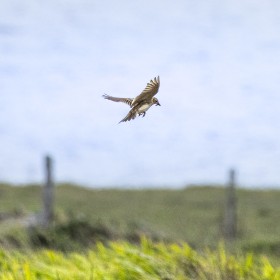 Skylark descending