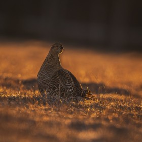 Female Black Grouse - taken at 03.53 am after an all-nighter in a tent, lying on my stomach waiting. The trials of a Wildlife Photographer!