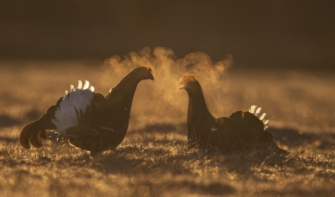 Sunrise Male Black Grouse ready for the fight