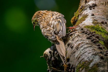 Treecreeper