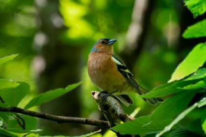 Chaffinch