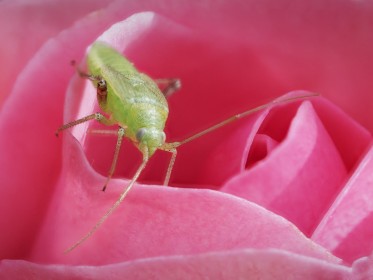 Garden visitor