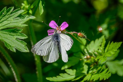 Green-veined white
