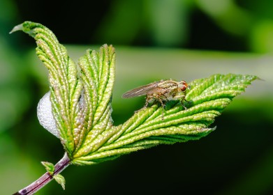 Taken in the hedgerow at Laburnum Caravan Park Wexford. In this image I have captured two distinct elements of the Natural World. The Dung fly on the right resting on the leaf. On the left side of the leaf cluster, tucked into the fold, is a frothy, bubbly white mass. This is commonly known as cuckoo spit. A protective nest produced by the nymph (immature stage) of a froghopper (family Aphrophoridae), an insect often called a spittlebug.