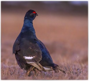 Black Grouse