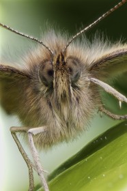 Butterfly portrait
