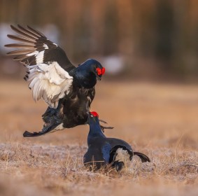 Fighting Male Black Grouse