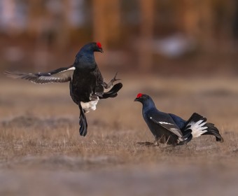Ninja Black Grouse