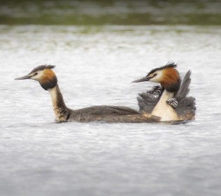 Greated Crested Grebe family-2