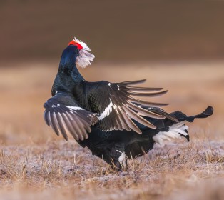 "The Victor and the Fallen" - Fighting between Black Grouse Males and the Victor with tail feathers- he survived.