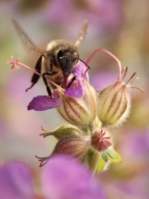 Pollination in progress.