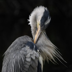 Preening heron