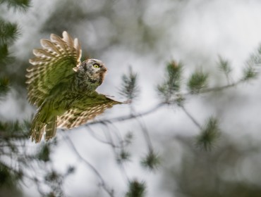 Wild Owls the silent hunters of the night