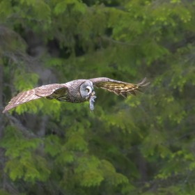 Wild Great Grey Owl has been hunting for a few hours and finally caught a mouse and 4 hungry Owlets have flown from the nest and fighting to be the chosen one for this feed.